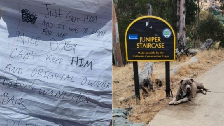 tied dog to a sign
