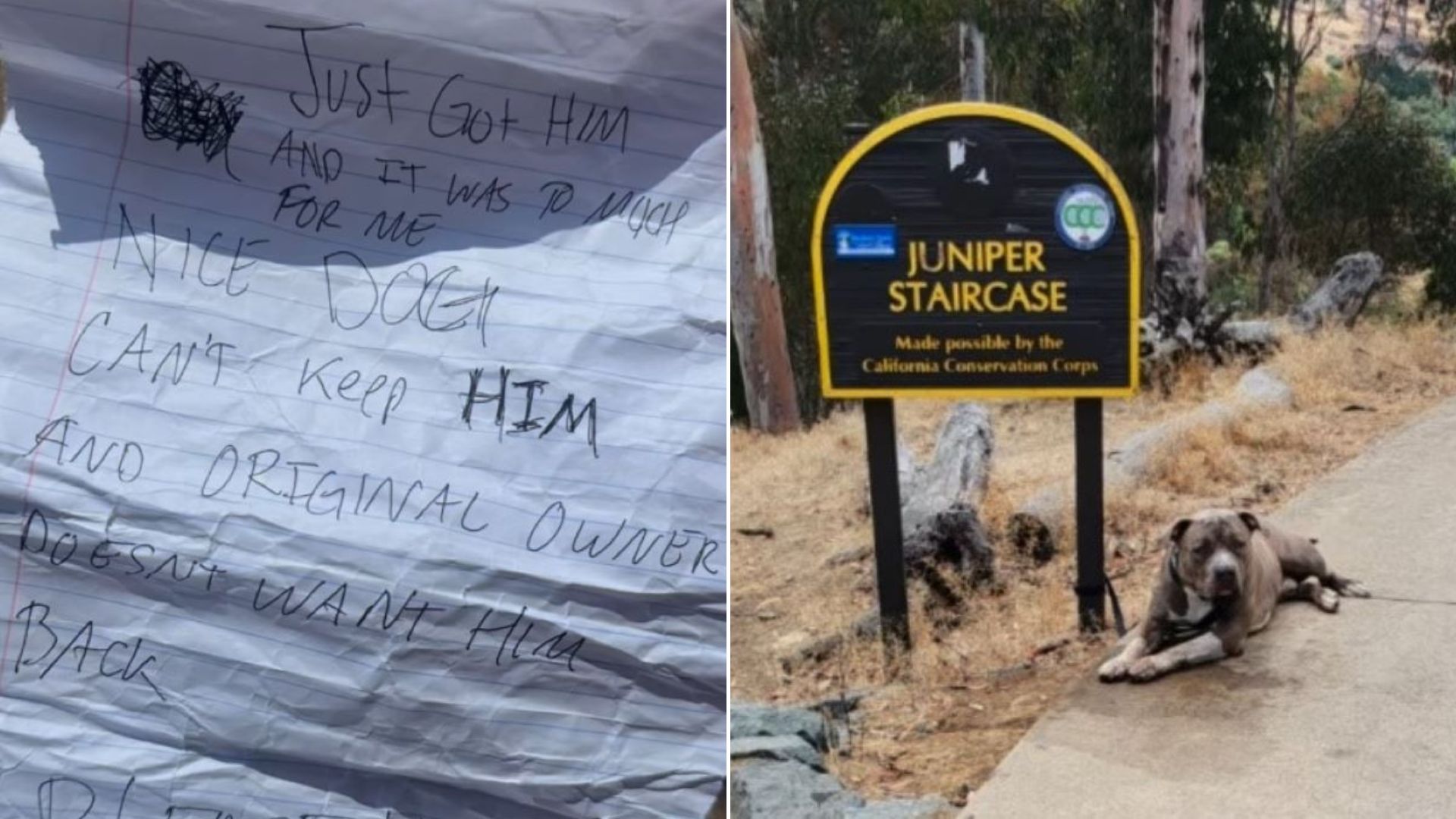 tied dog to a sign