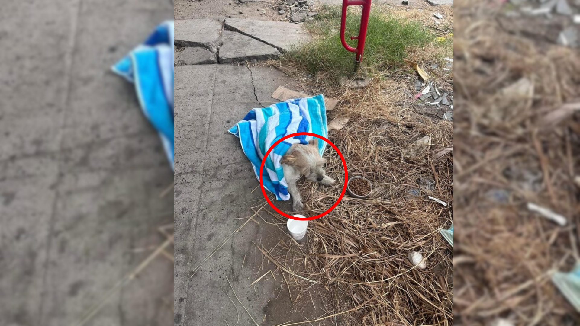 dog covered with towel