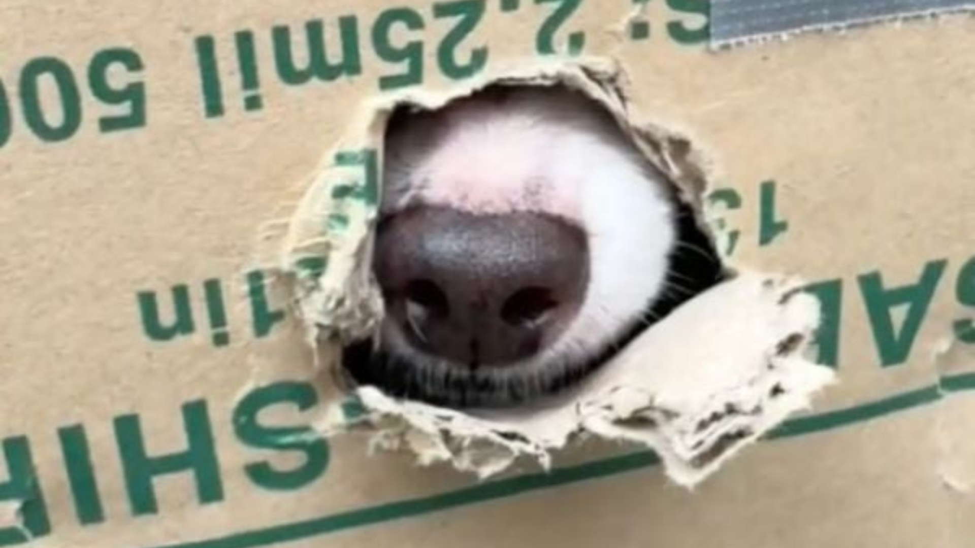 dog snout peeking through box