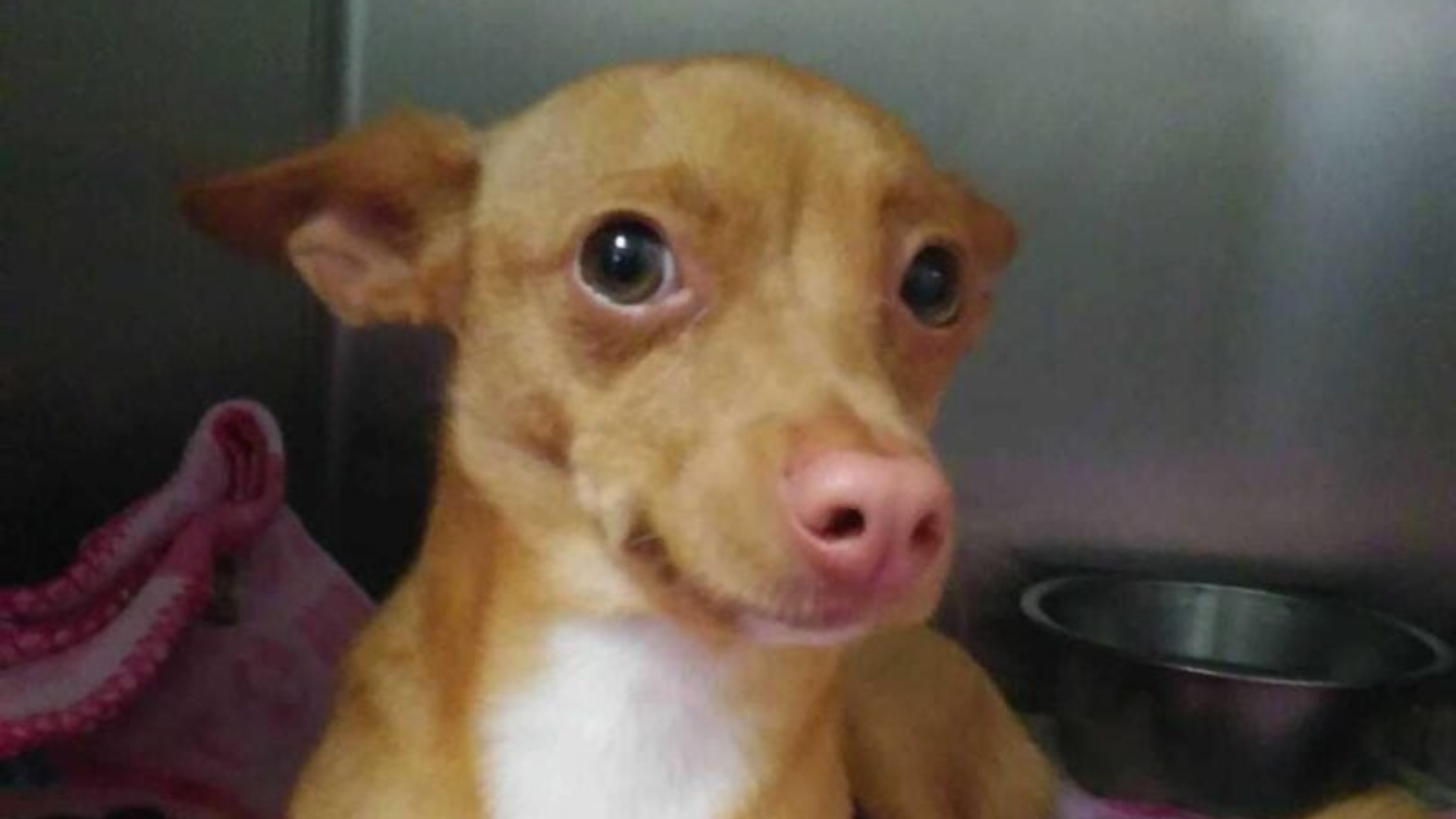 dog with big eyes