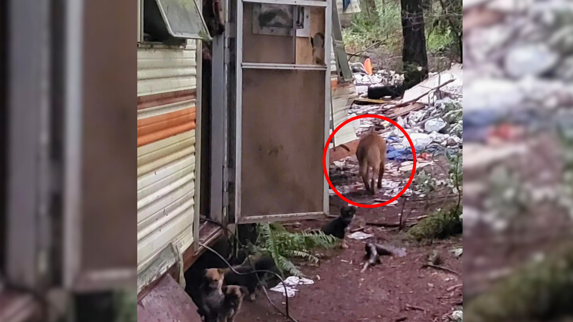 dog near trailer