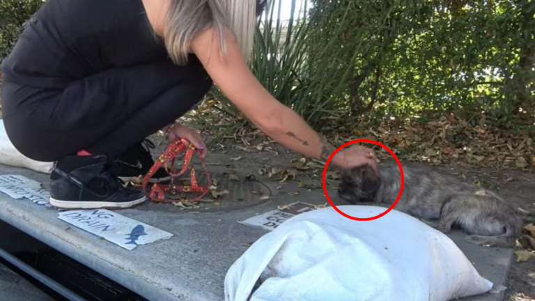 woman petting stray dog