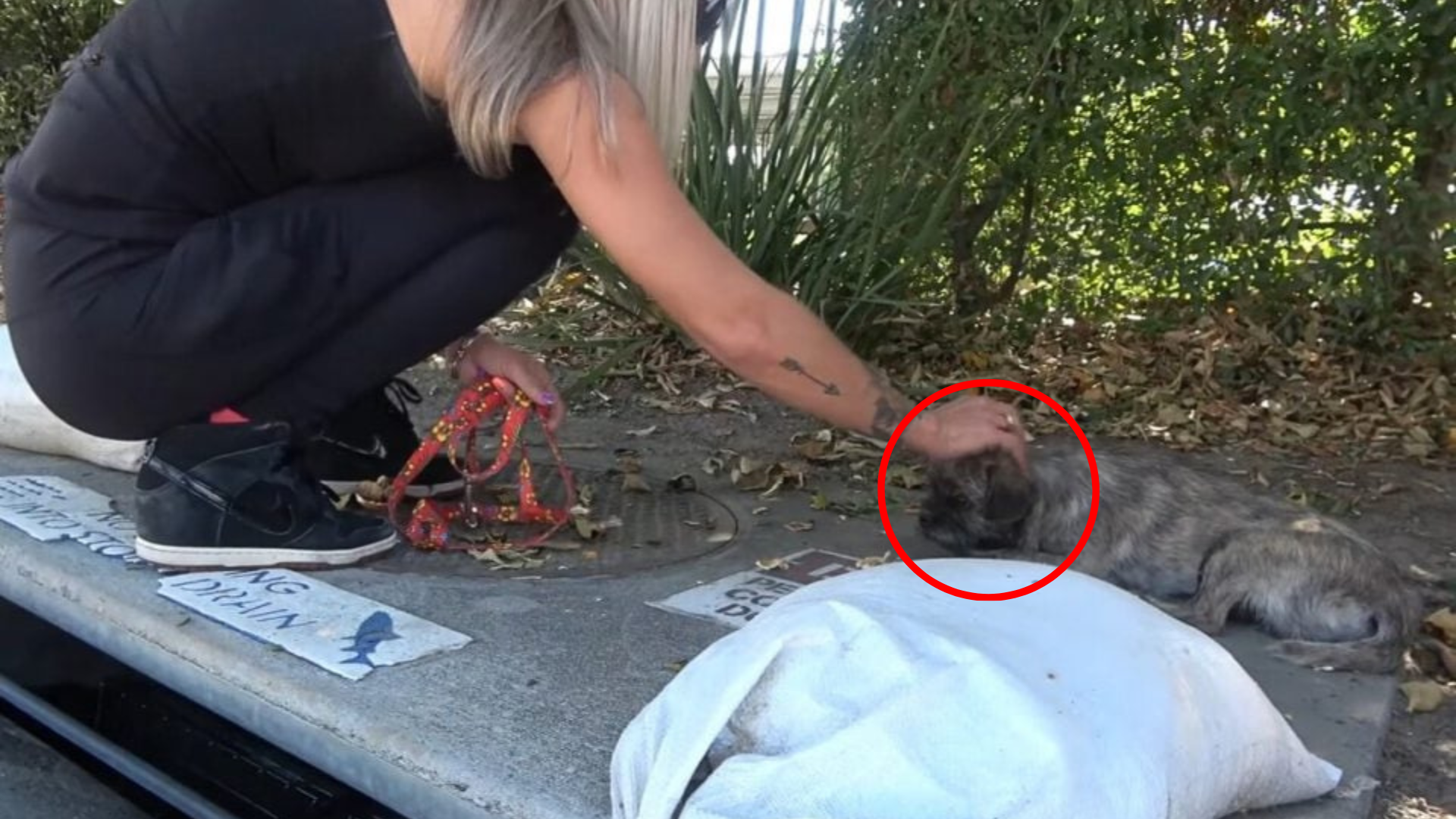 woman petting stray dog