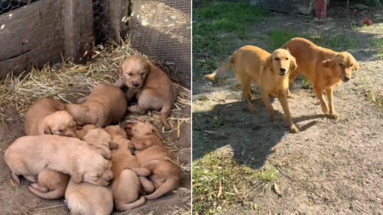 two sweet dogs and puppies