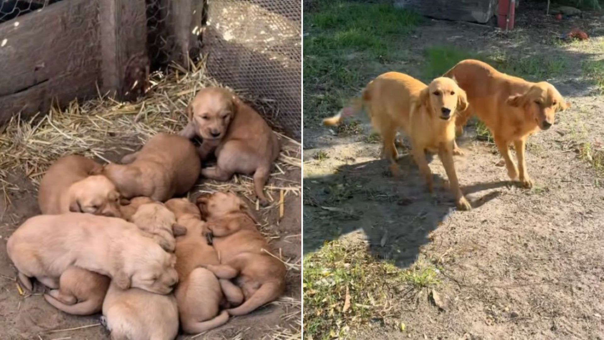 two sweet dogs and puppies