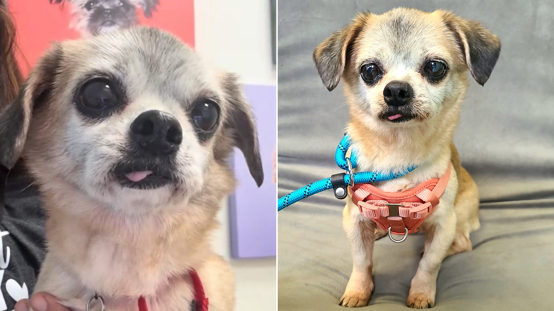 senior chihuahua