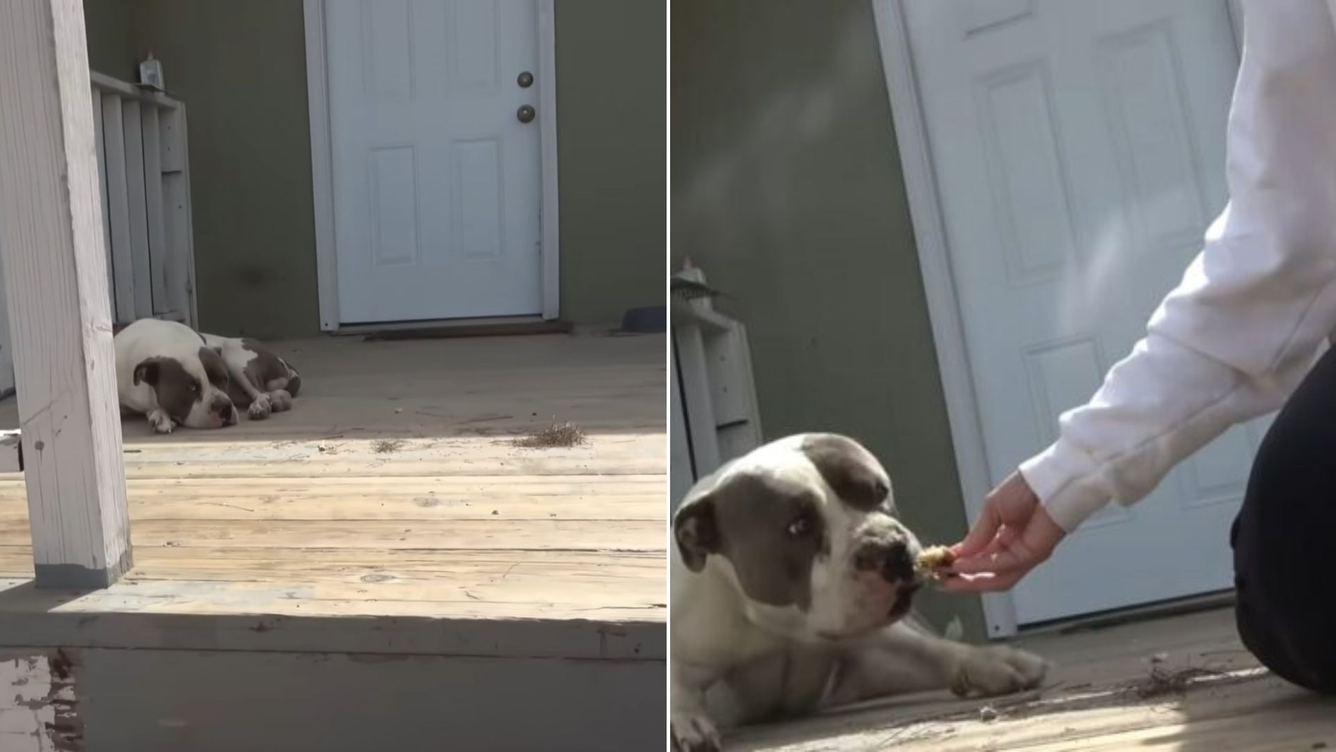 dog laying down