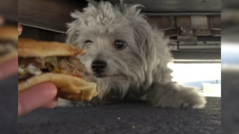 dog being fed