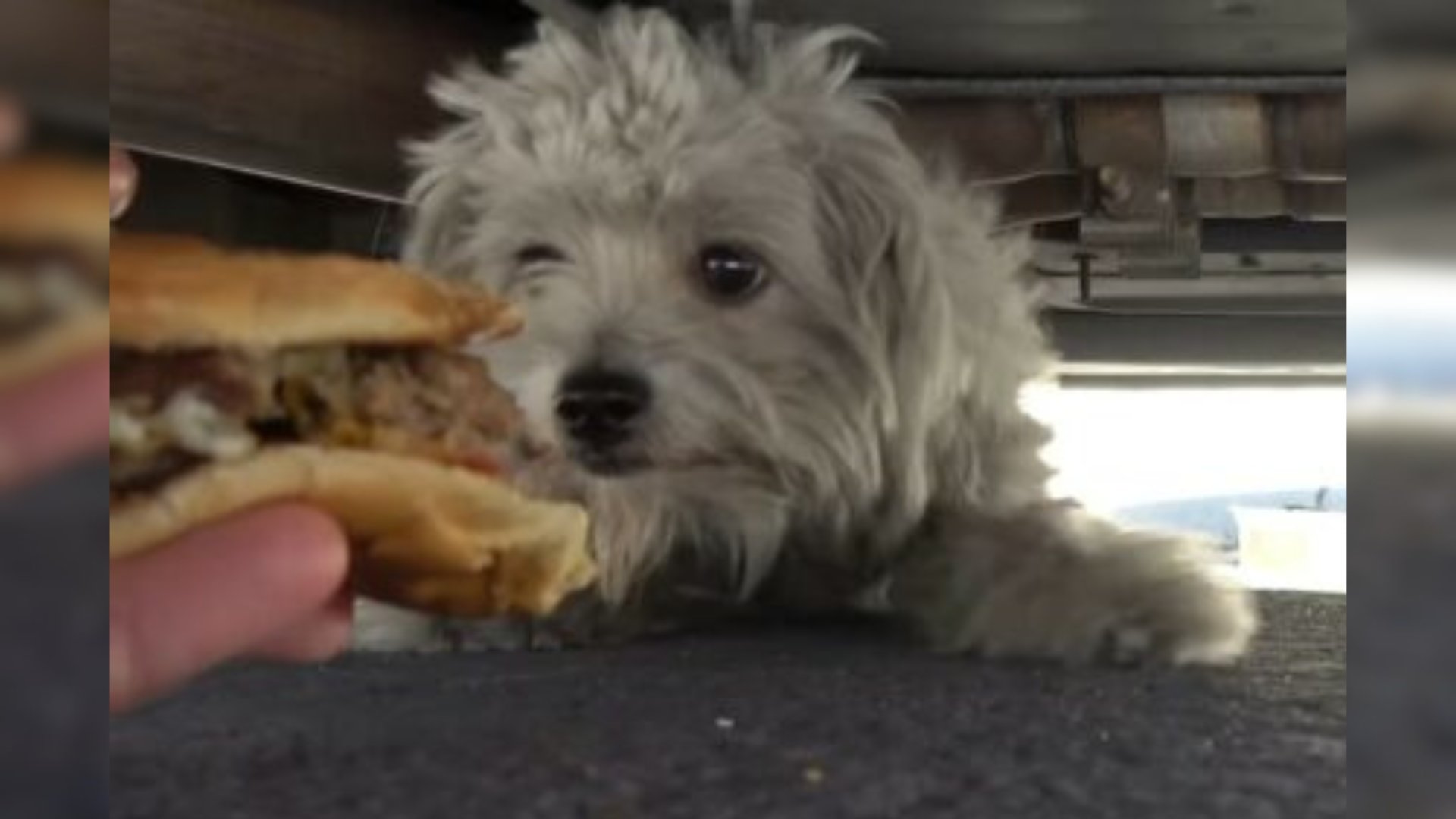 dog being fed