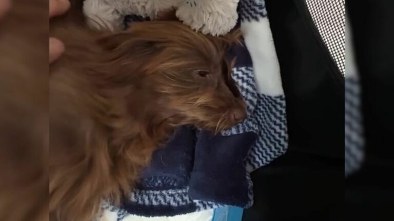 fragile brown puppy
