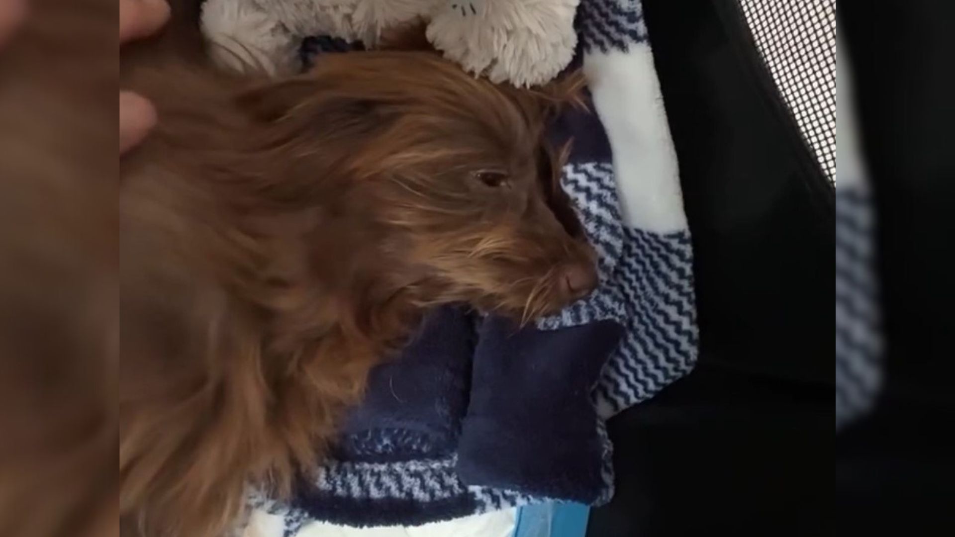 fragile brown puppy