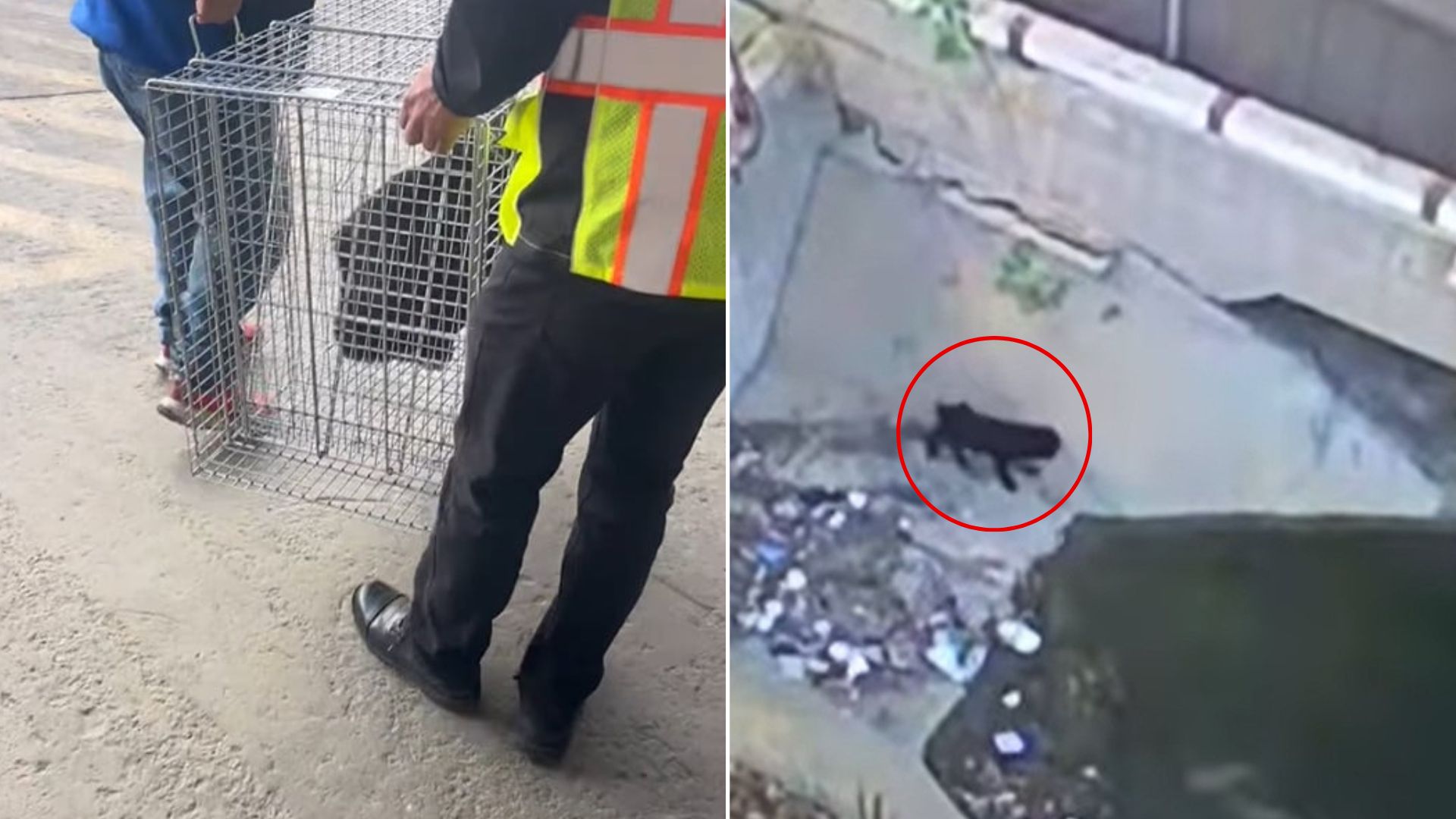 trapped dog beneath bridge