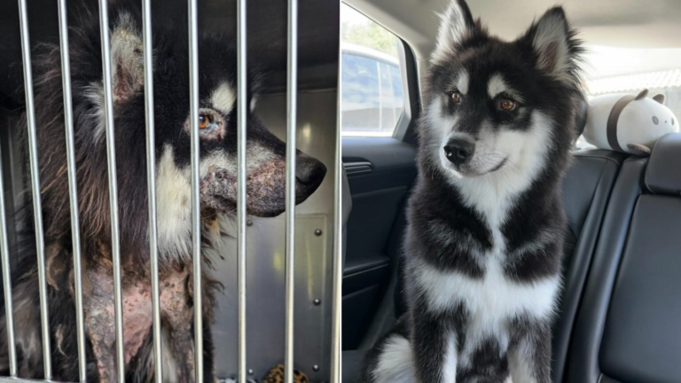 husky before after