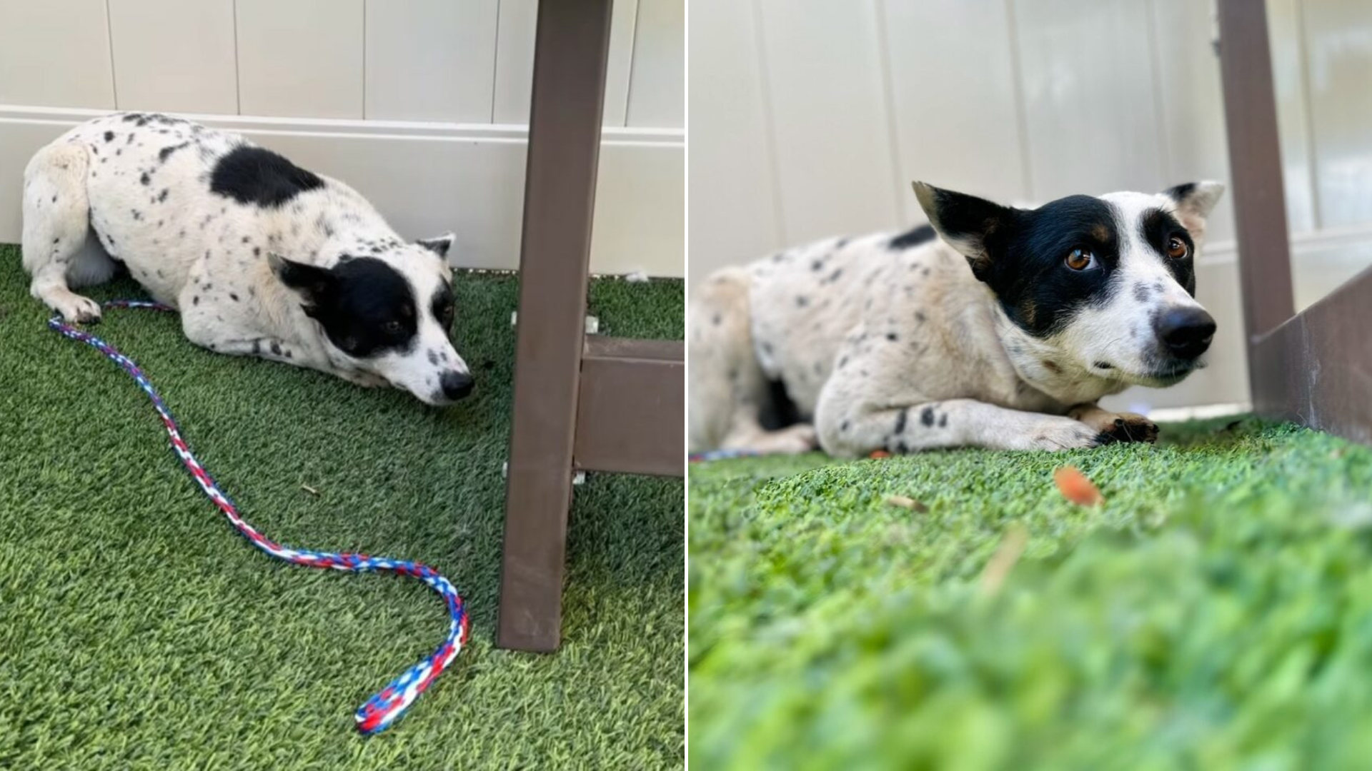 scared dog