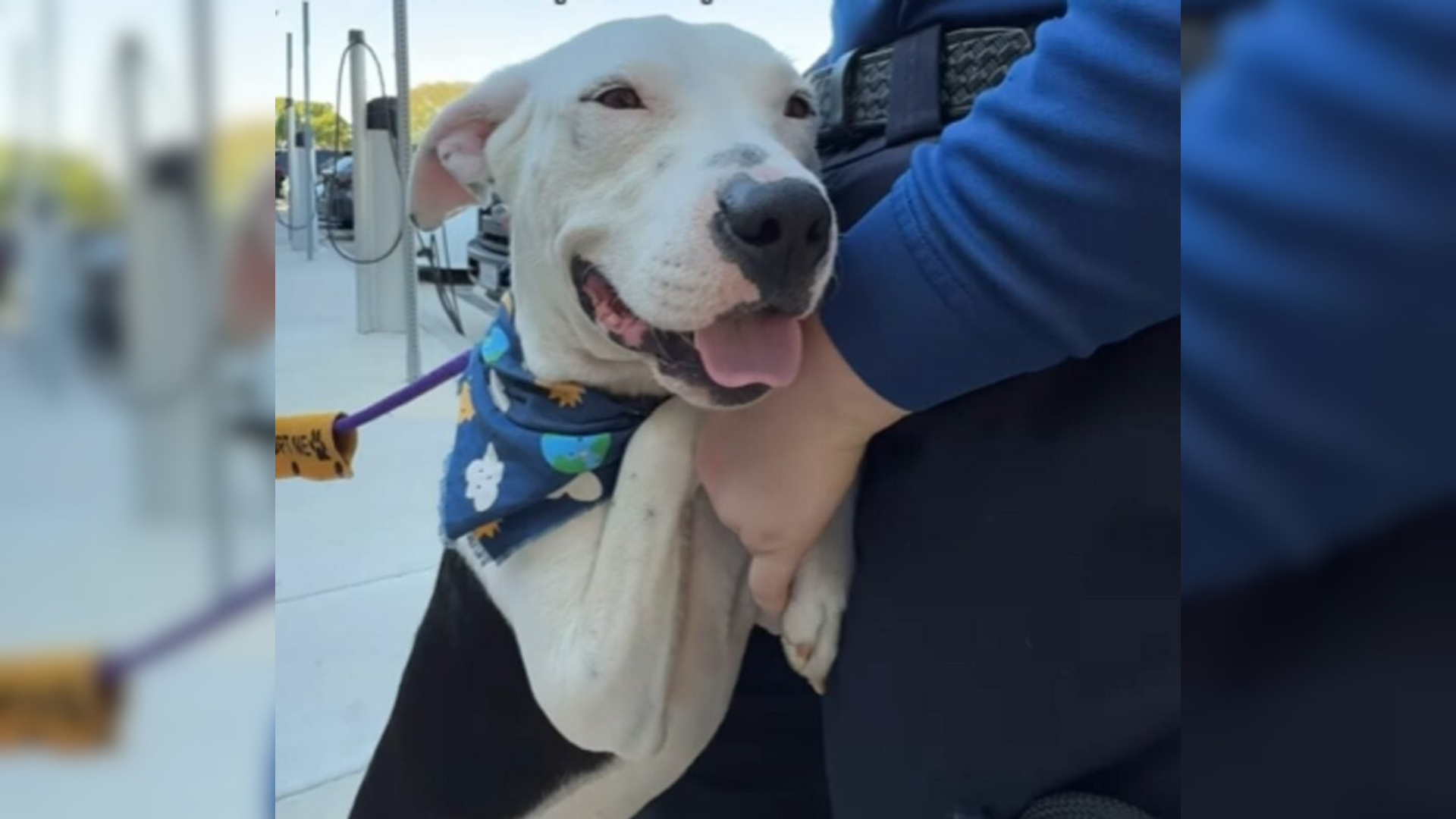 smiling white dog