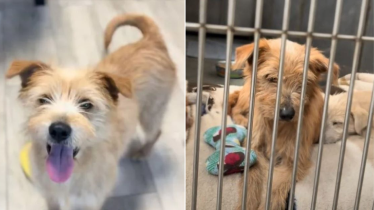 shelter dog