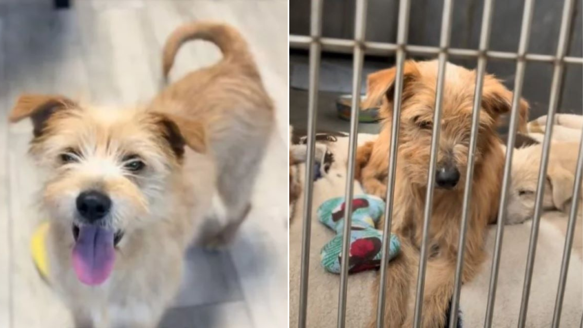 shelter dog