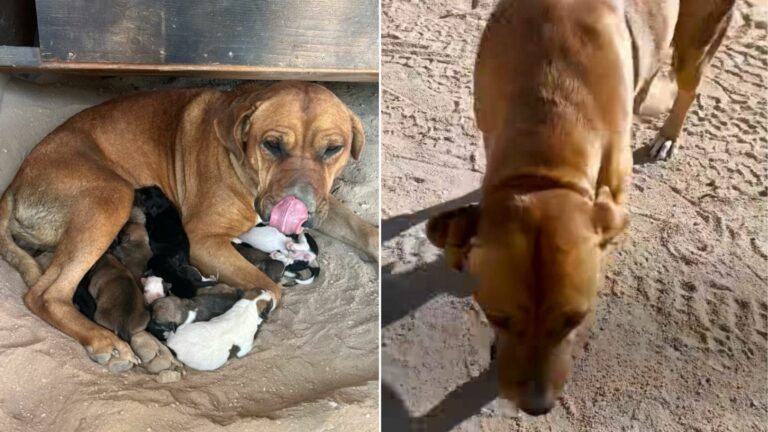 stray dog in desert