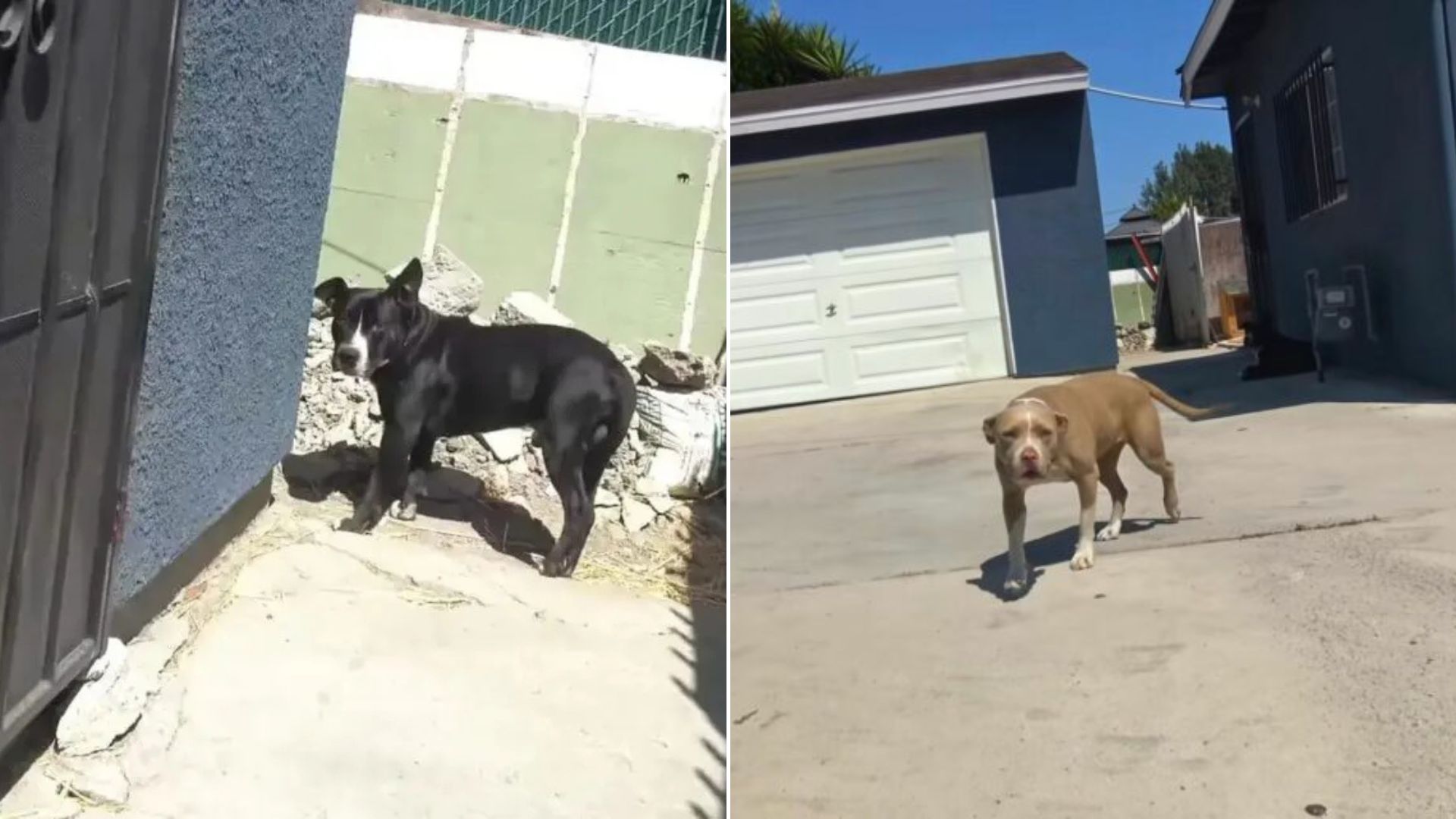 two sweet dogs