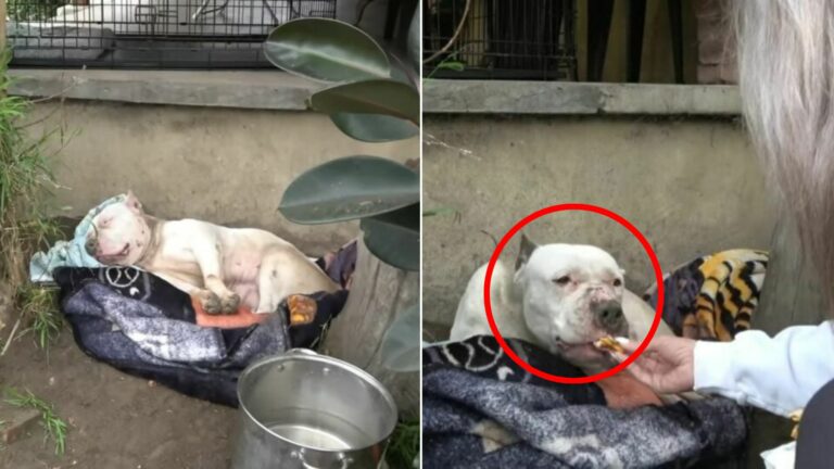 sad senior dog