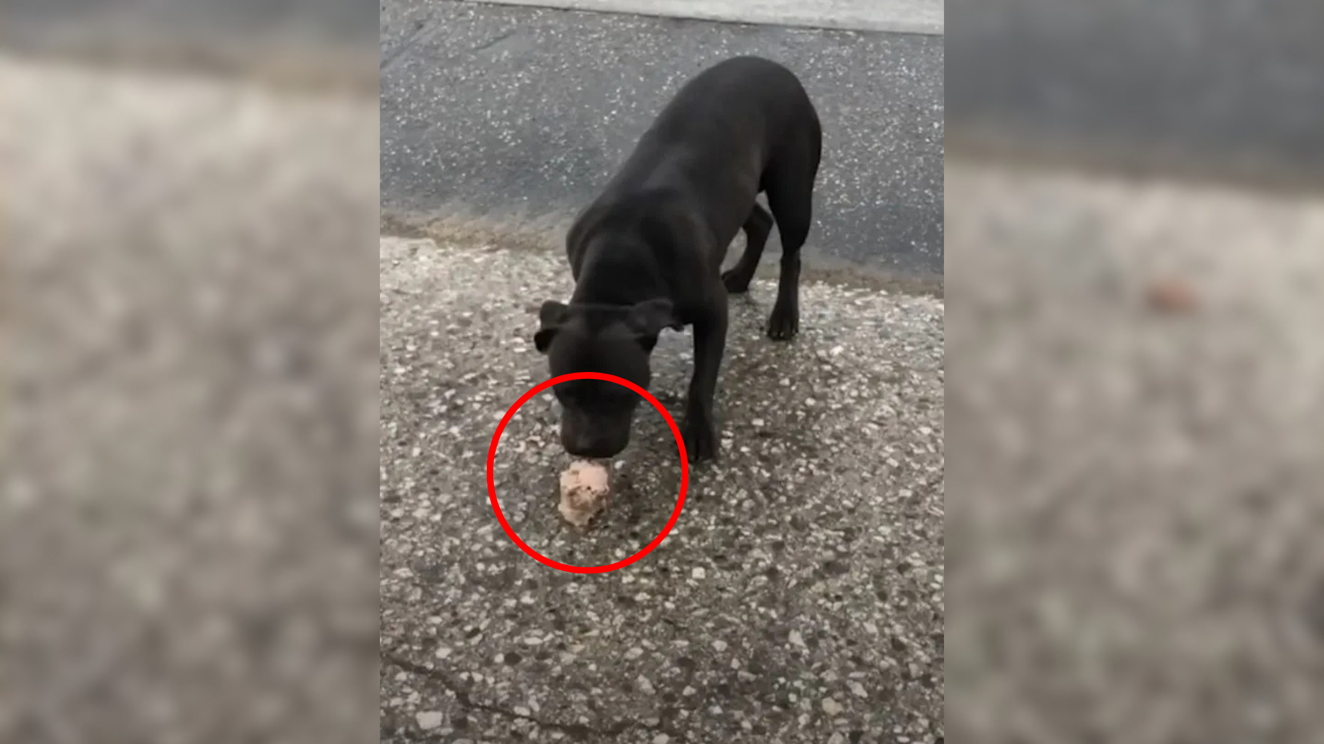 dog eating in street