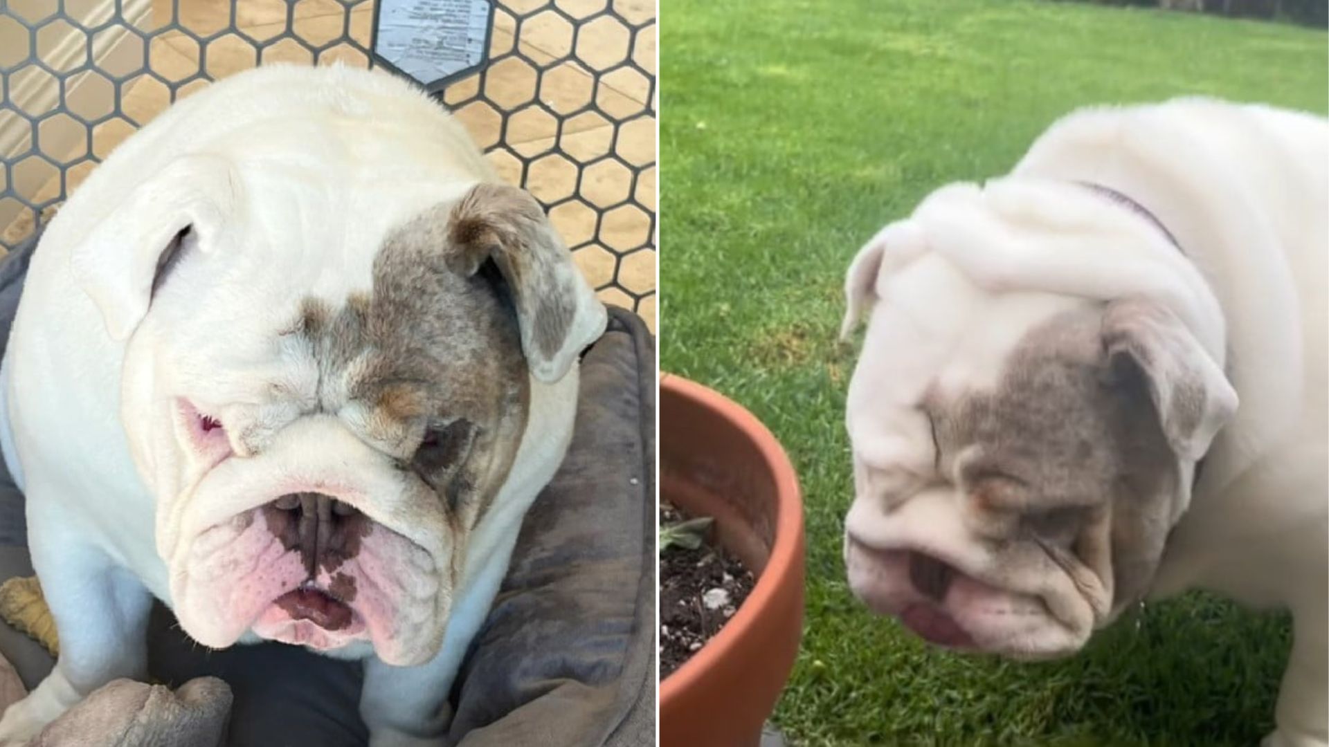 sad bulldog