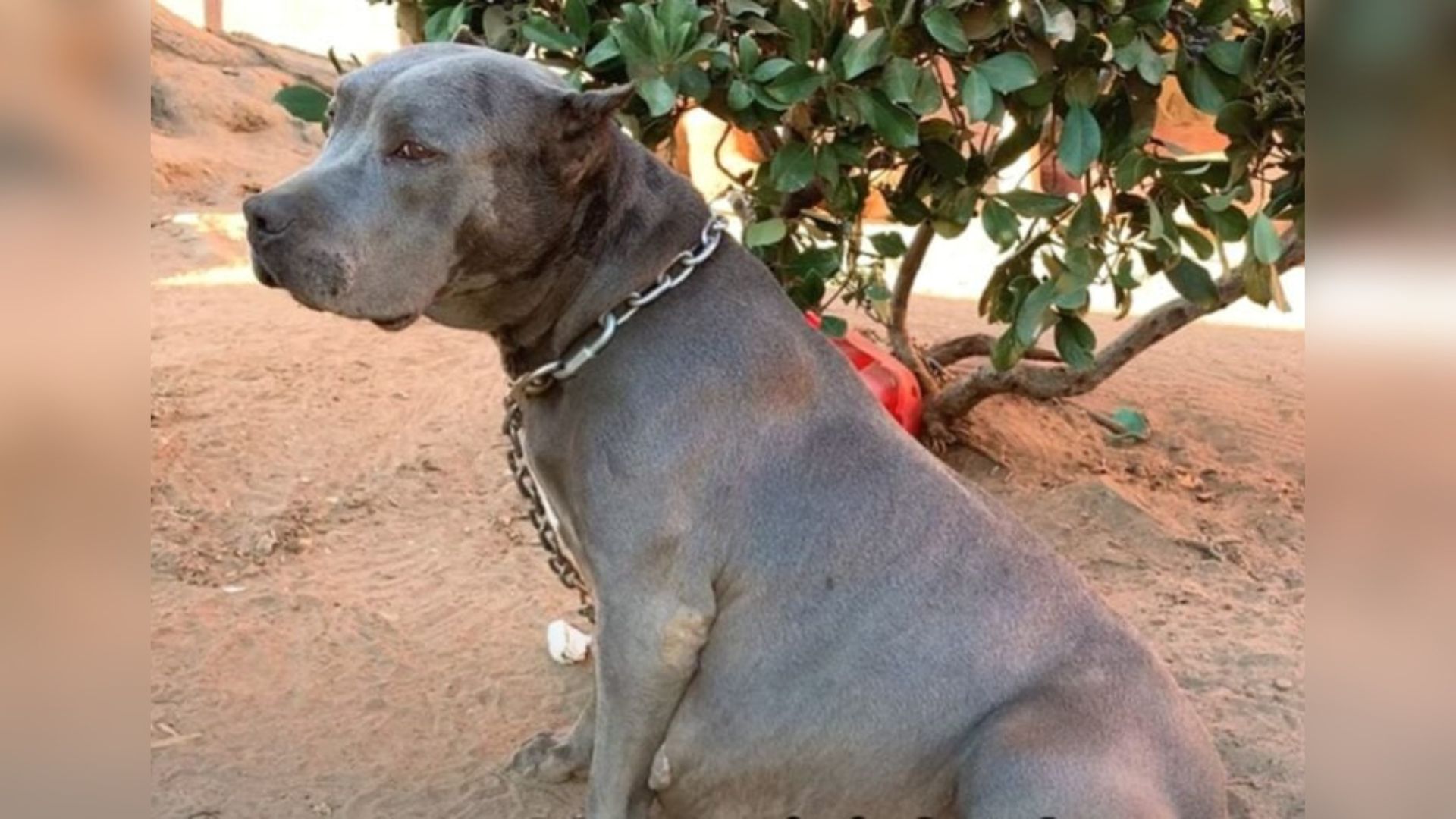 pregnant Pit Bull