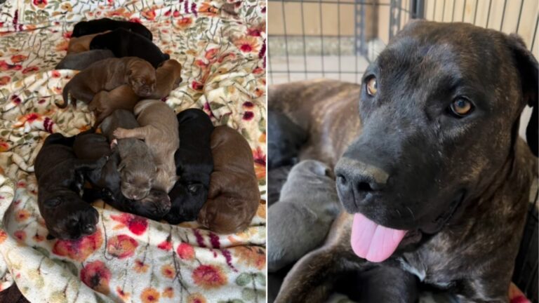 pregnant black dog