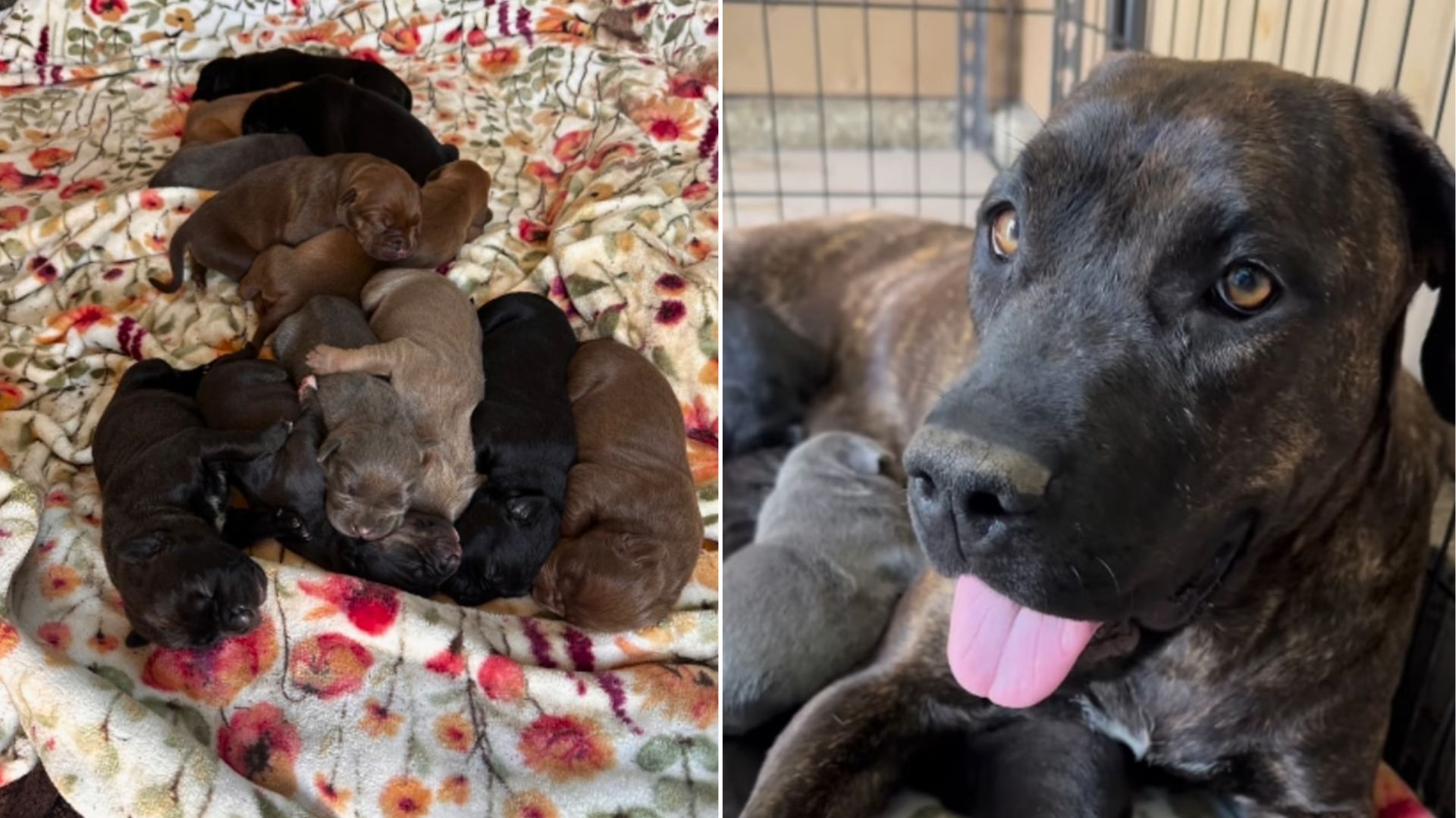 pregnant black dog