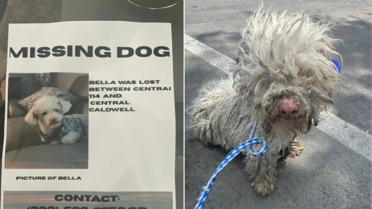 matted white dog