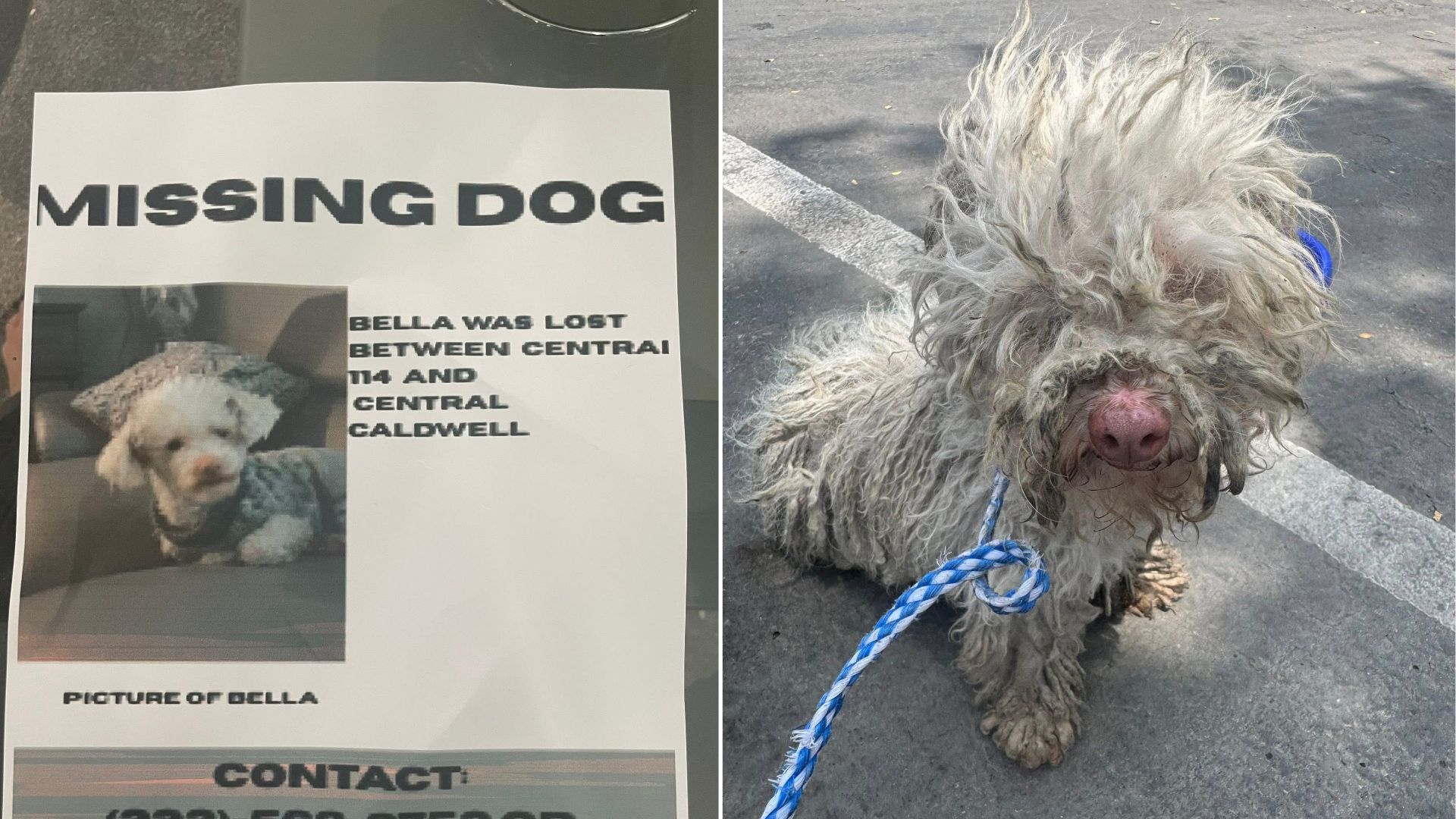 matted white dog
