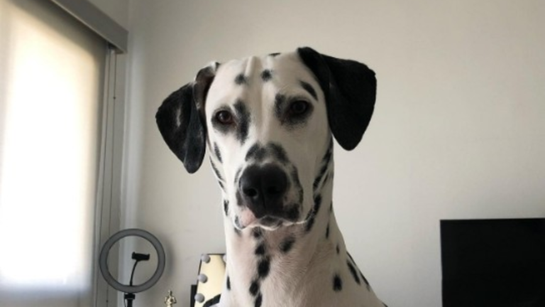 dalmatian dog
