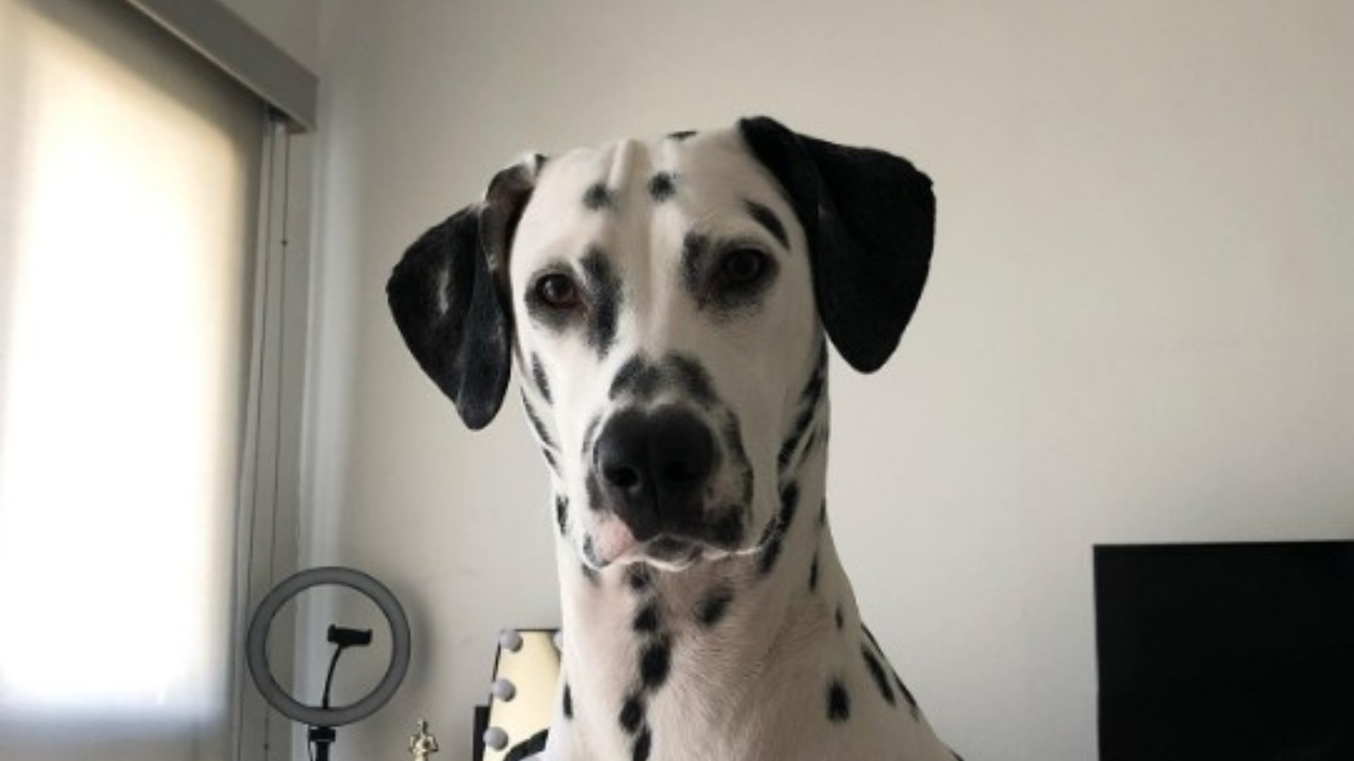 dalmatian dog