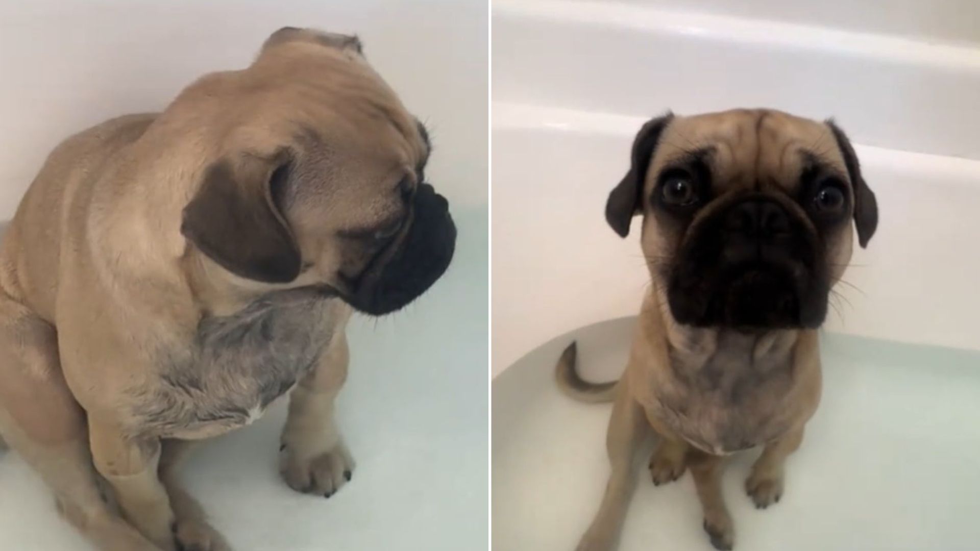 dog in bath