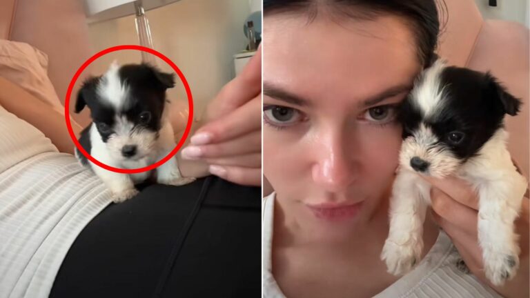 woman and tiny dog