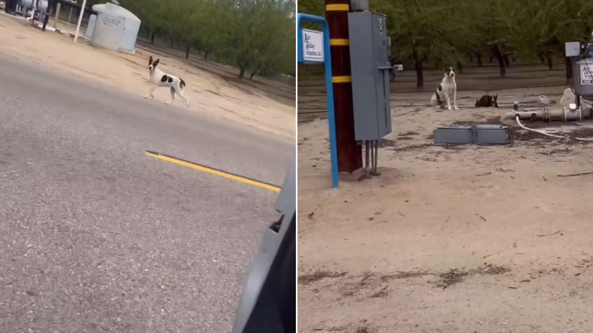 stray dogs