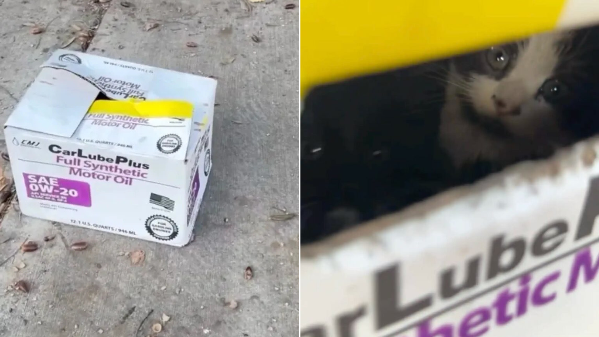 kitten in box