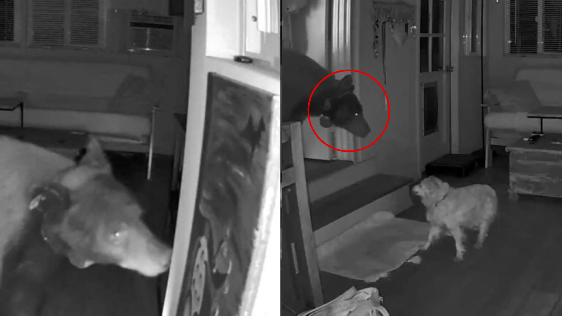 dog facing off with bear
