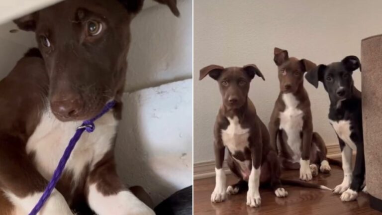 three sweet dogs