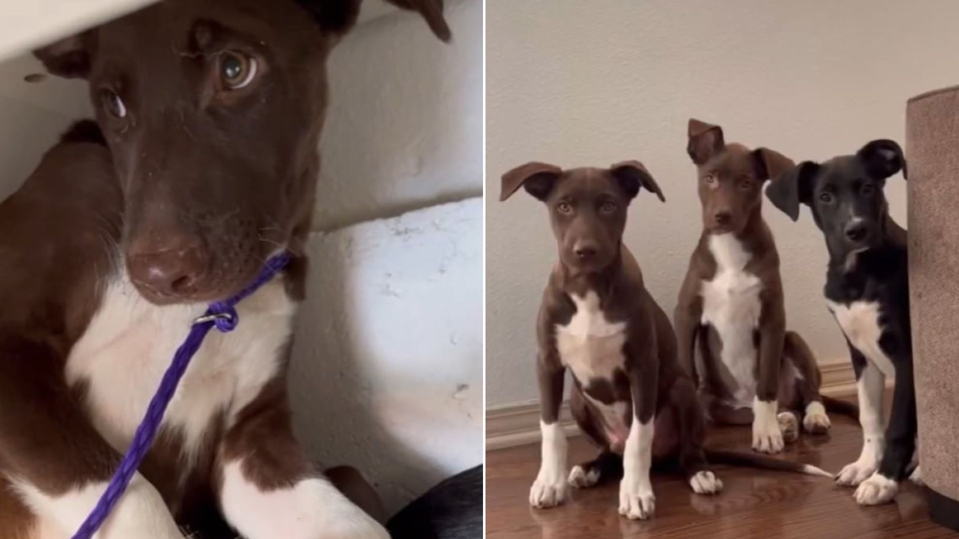 three sweet dogs