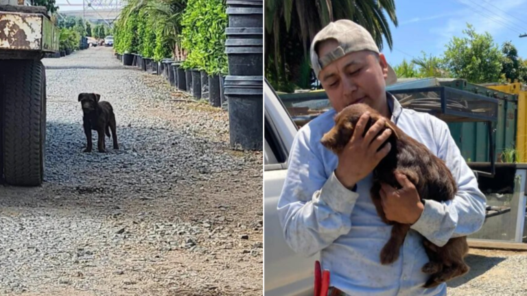 man holding dog