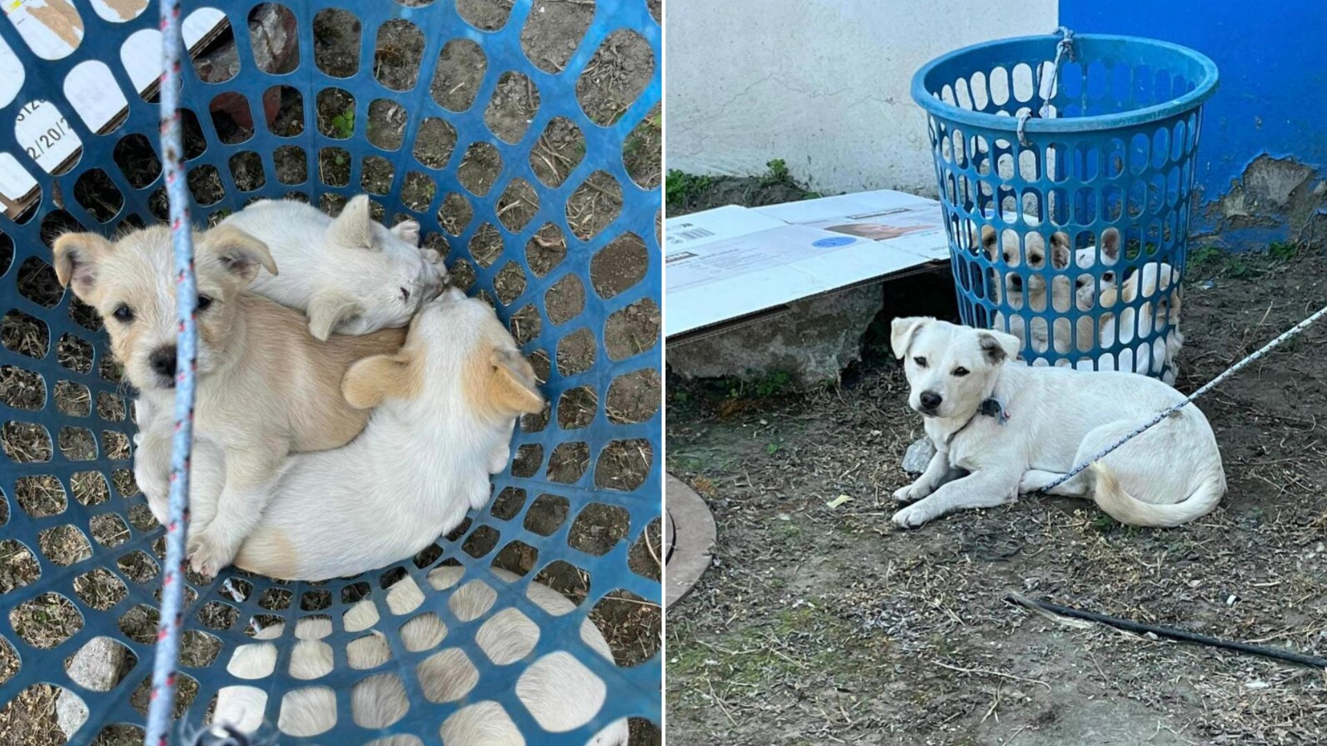 dog in basket