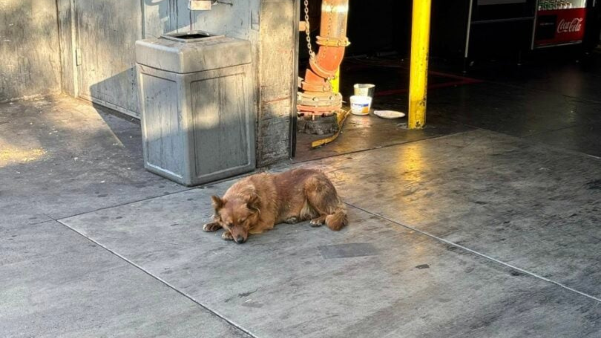 stray dog lying on the ground