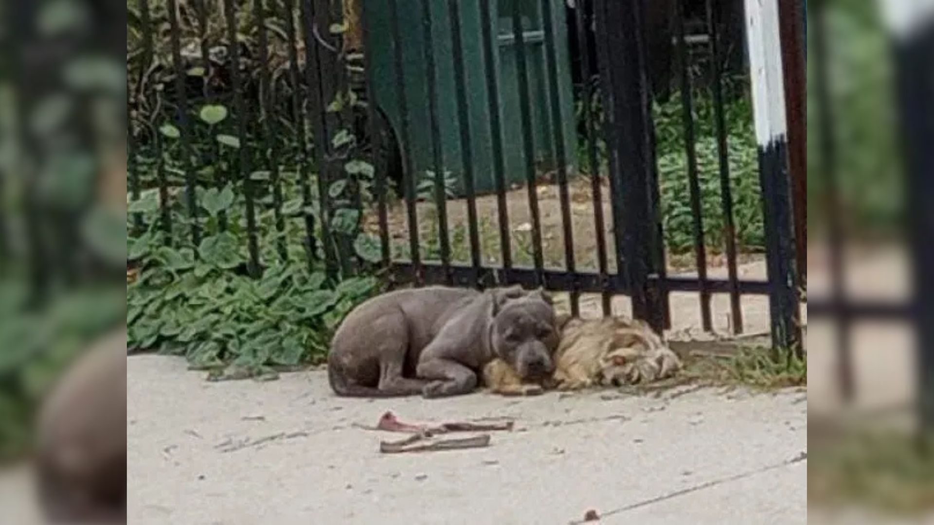 Yorkie and Pit Bull