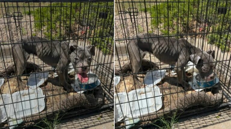 abandoned dog in crate