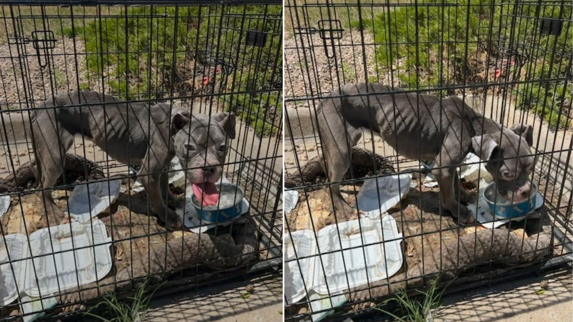 abandoned dog in crate
