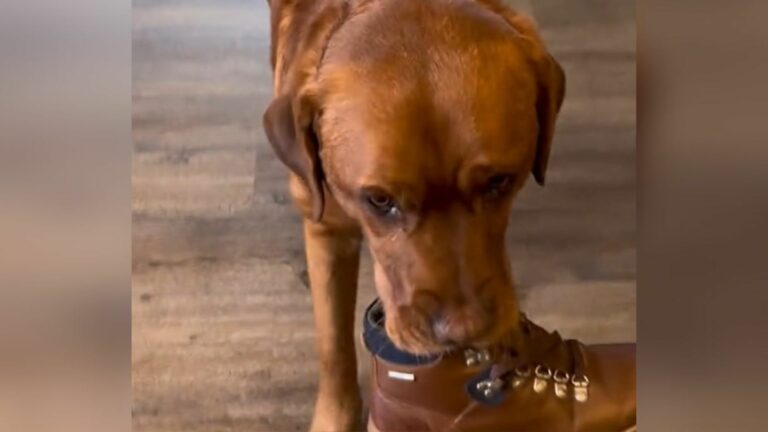 cute dog in house