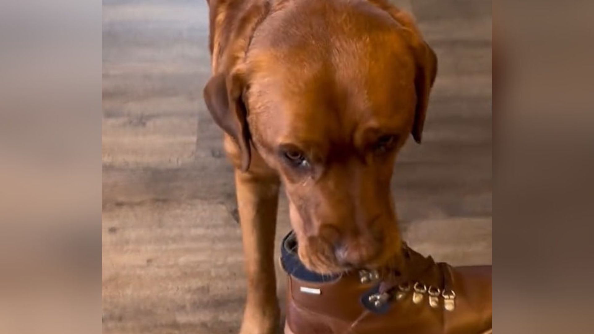 cute dog in house