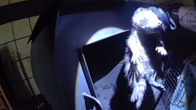 baby raccoon rescue